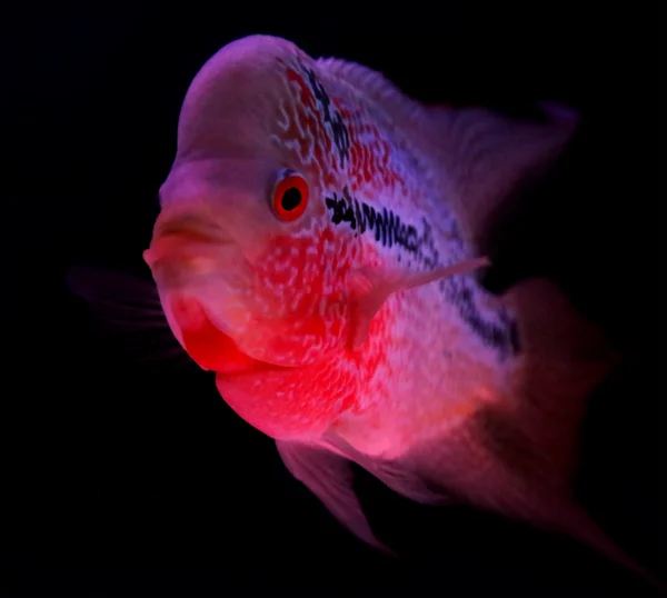 Flowerhorn in zwarte aquarium — Stockfoto