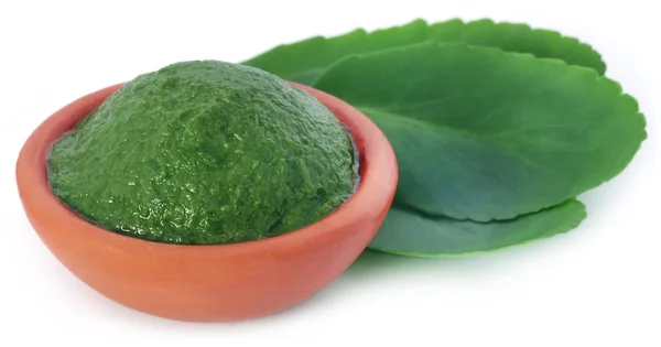 Puree leczniczy liście Kalanchoe — Zdjęcie stockowe