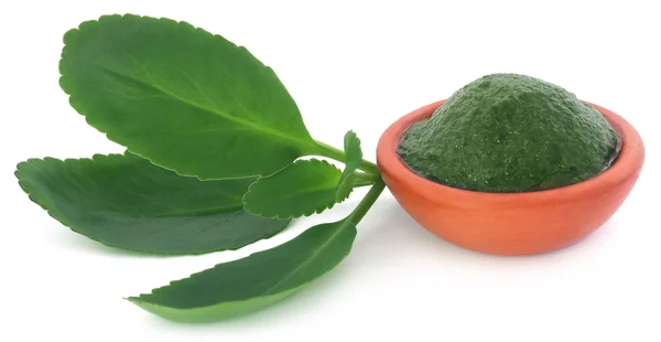 Puree leczniczy liście Kalanchoe — Zdjęcie stockowe