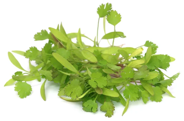 Bunch of fresh coriander leaves — Stock Photo, Image