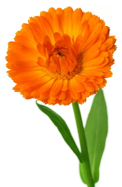 Closeup of calendula flower — Stock Photo, Image