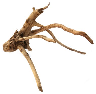 Beyaz üzerinde dalgaların karaya attığı odun