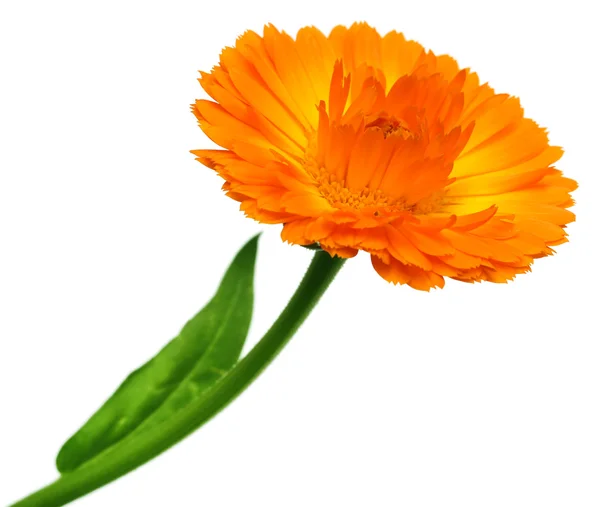 Closeup of calendula flower — Stock Photo, Image