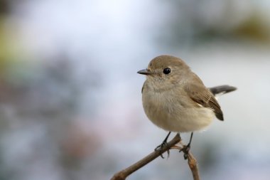 Doğada yaygın tailorbird