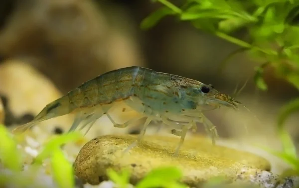 Close up of Amano shrimp — Stock Photo, Image