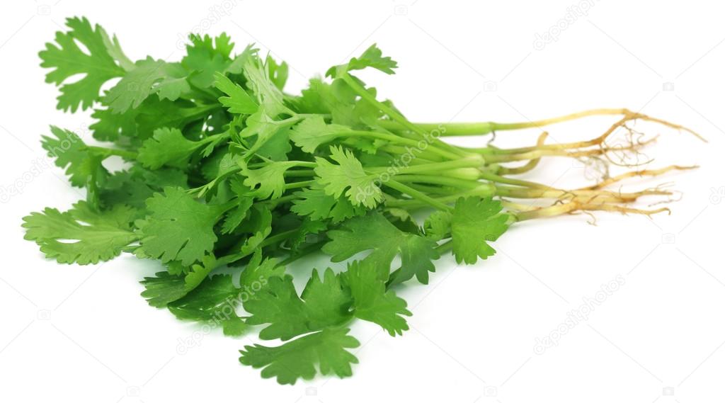 The Holy Ghost Electric Show Coriander Leaves
