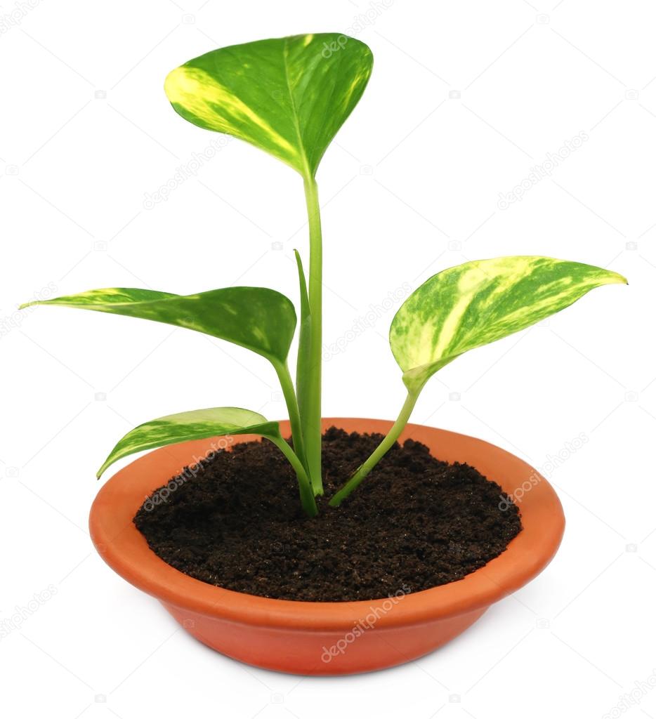 Money plant in a bowl