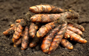 Yeni hasat zerdeçal 