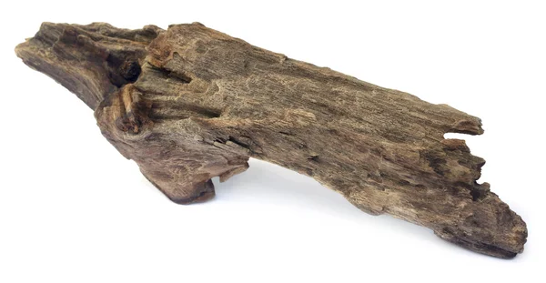 Bogwood yakın çekim — Stok fotoğraf