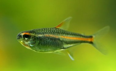 Glowlight tetra aquaruim içinde