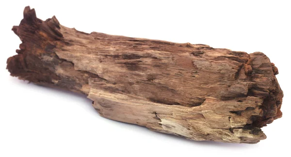 Bogwood sobre fundo branco — Fotografia de Stock