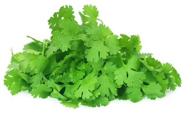 Fresh coriander leaves — Stock Photo, Image