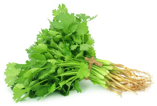 Hojas frescas de cilantro — Foto de Stock