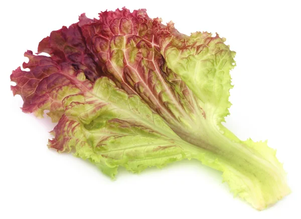 Red lettuce over white background — Stock Photo, Image