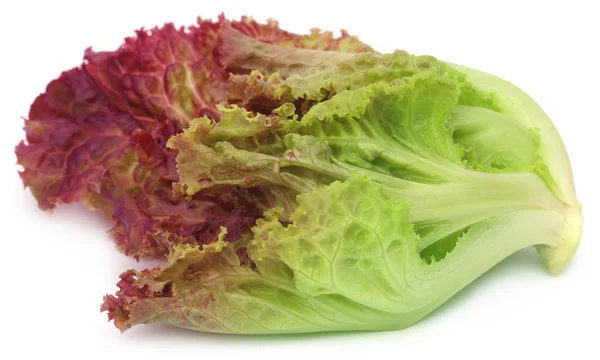 Red lettuce over white background — Stock Photo, Image