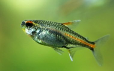 Clsoseup oa bir glowlight