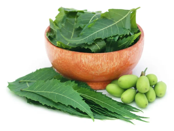 Frutos medicinales de neem con hojas en un bol — Foto de Stock