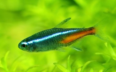 Neon tetra yakın çekim