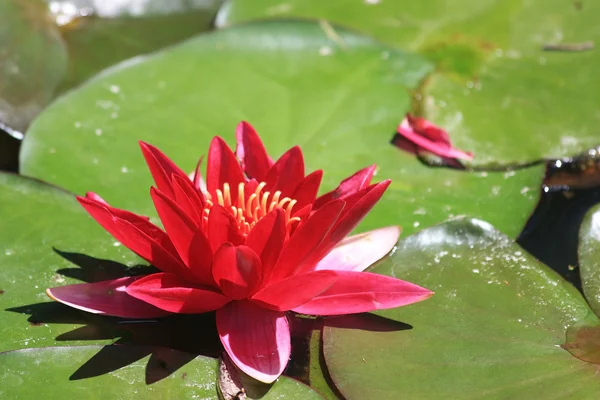 The red-flowered Nymphaea rubra — Stock Photo, Image