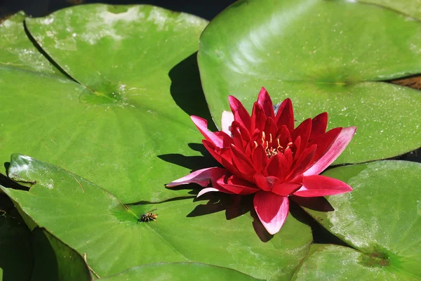 The red-flowered Nymphaea rubra — Stock Photo, Image