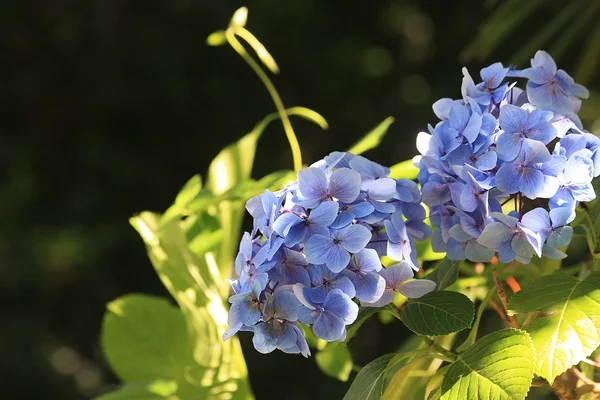 Flowers of Hydrangea — Stock Photo, Image