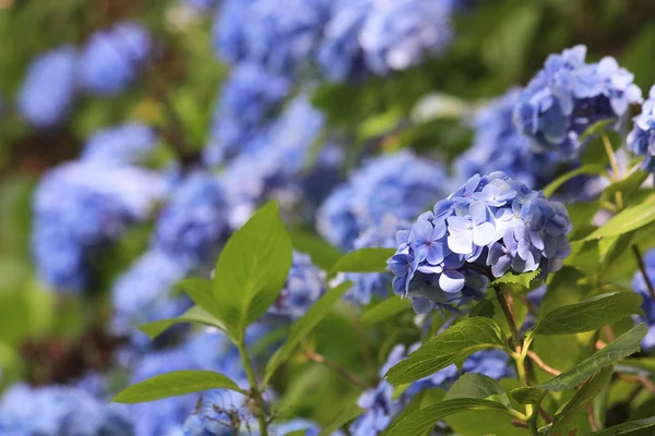 Flowers of Hydrangea — Stock Photo, Image