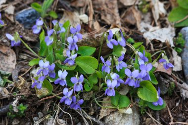 Viola 'nın çiçekleri