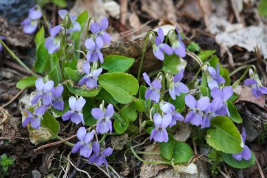 Viola 'nın çiçekleri