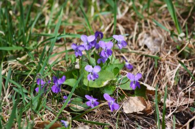 Viola 'nın çiçekleri