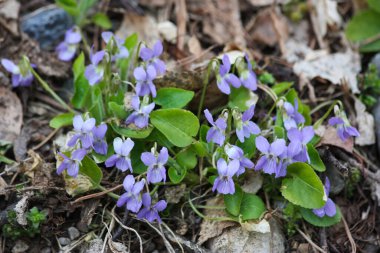 Viola 'nın çiçekleri