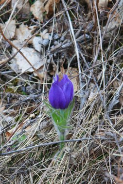 Vahşi Pulsatilla 'nın çiçekleri