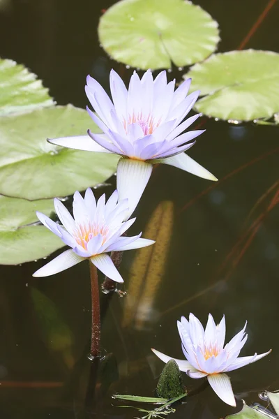 The blue-flowered Nymphaea nouchali — Stock Photo, Image