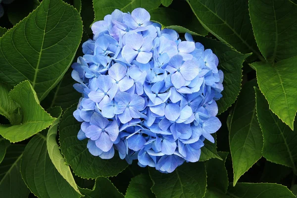 Flowers of Hydrangea — Stock Photo, Image