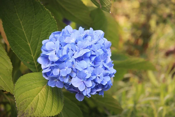 Flowers of Hydrangea — Stock Photo, Image