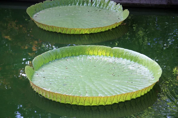 Feuille d'un lotus blanc — Photo