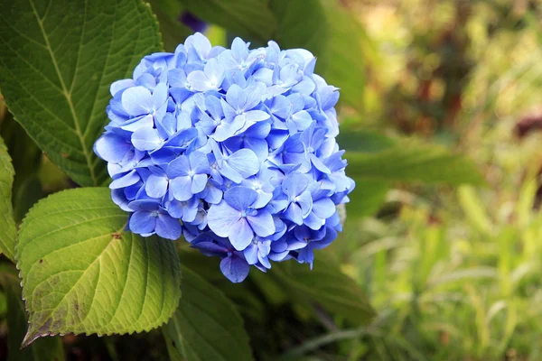 Flowers of Hydrangea — Stock Photo, Image