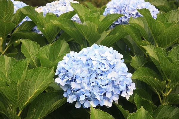 Flowers of Hydrangea — Stock Photo, Image