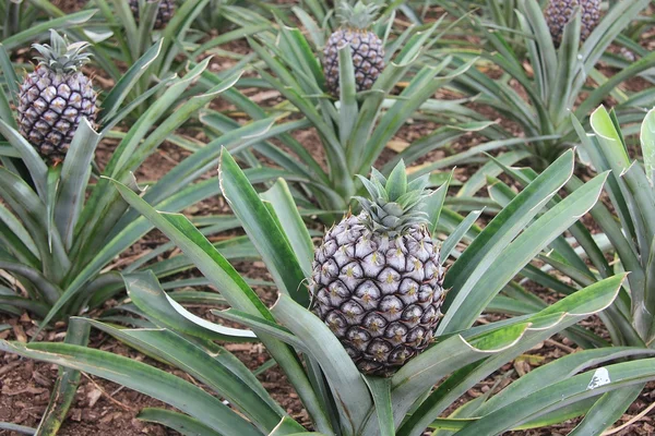 Frutta di Ananas in piantagione — Foto Stock