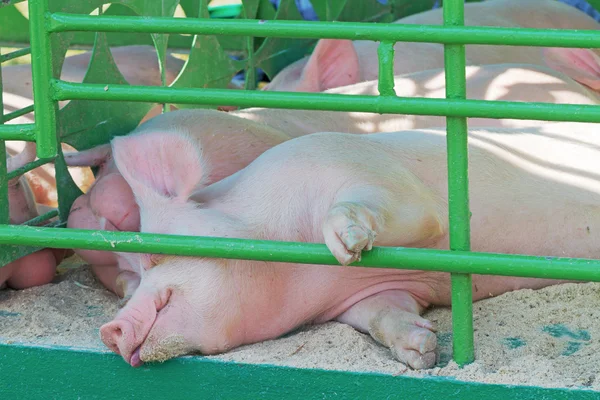 home pigs sleeping in the corral