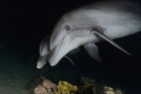 Delfinbad Röda Havet Eilat Israel — Stockfoto