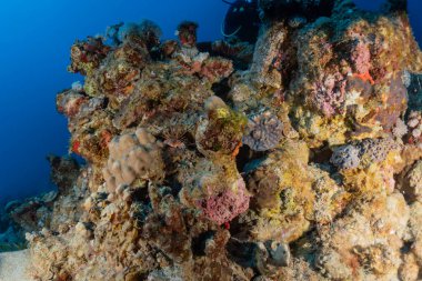 Kızıldeniz 'deki mercan resifi ve su bitkileri, Eilat Israel
