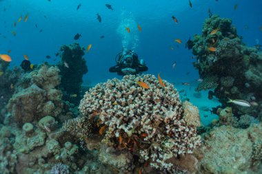 Kızıldeniz 'deki mercan resifi ve su bitkileri, Eilat Israel