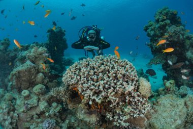 Kızıldeniz 'deki mercan resifi ve su bitkileri, Eilat Israel