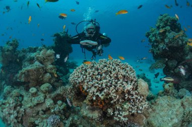 Kızıldeniz 'deki mercan resifi ve su bitkileri, Eilat Israel