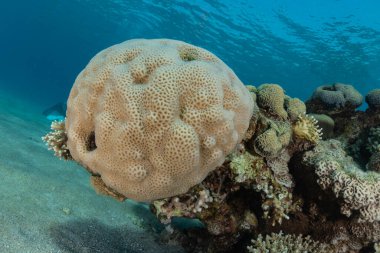 Kızıldeniz 'deki mercan resifi ve su bitkileri, Eilat Israel