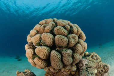 Kızıldeniz 'deki mercan resifi ve su bitkileri, Eilat Israel