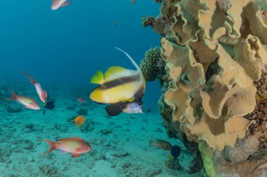 Kızıl Deniz 'de balıklar yüzer, renkli balıklar, Eilat İsrail