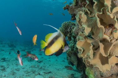 Kızıl Deniz 'de balıklar yüzer, renkli balıklar, Eilat İsrail