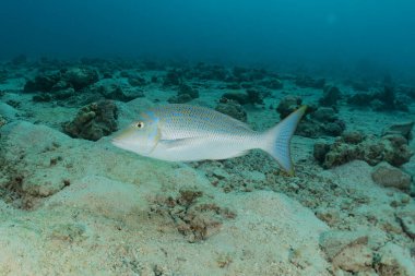 Kızıl Deniz 'de balıklar yüzer, renkli balıklar, Eilat İsrail
