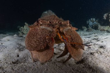 Kızıl Deniz 'deki ıstakozlar Renkli ve güzel, Eilat Israel